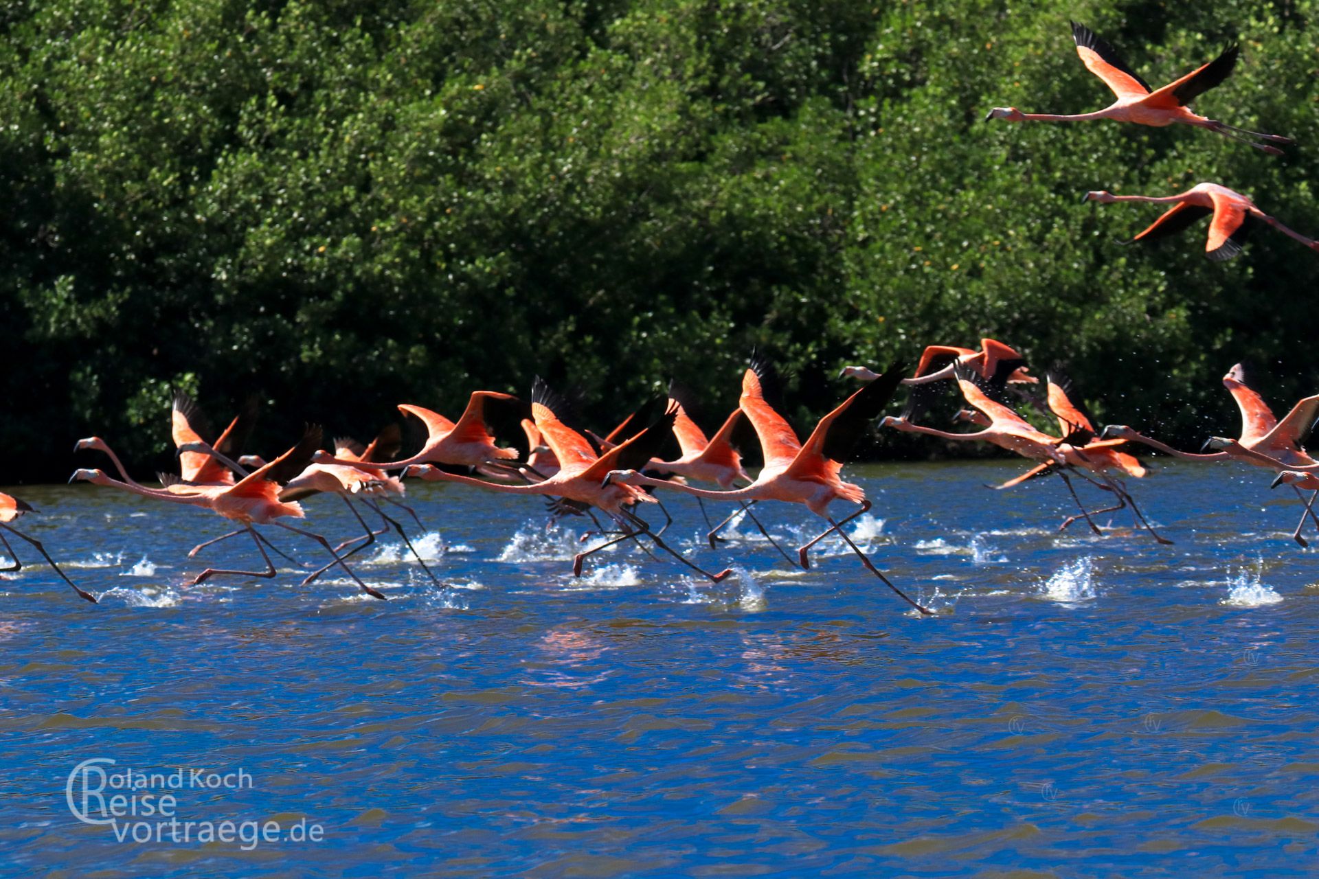 Kuba, Cuba, Cienfuegos - Flamingos in der Laguna de Guanaroca